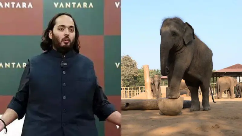 Anant Ambani’s Vantara: From elephants to tigers, over 2000 rescued animals find state-of-the-art home